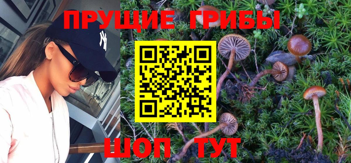 Морозовск  Псилоцибиновые грибы прущие грибы  Вход с VPN 